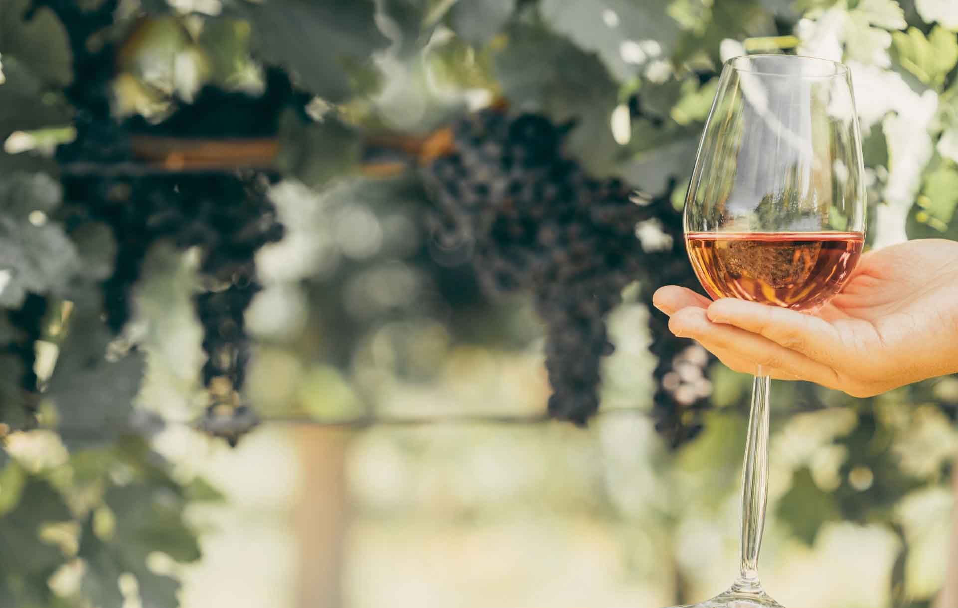 Lee más sobre el artículo Rutas del vino en autocaravana, ¡descúbrelas!