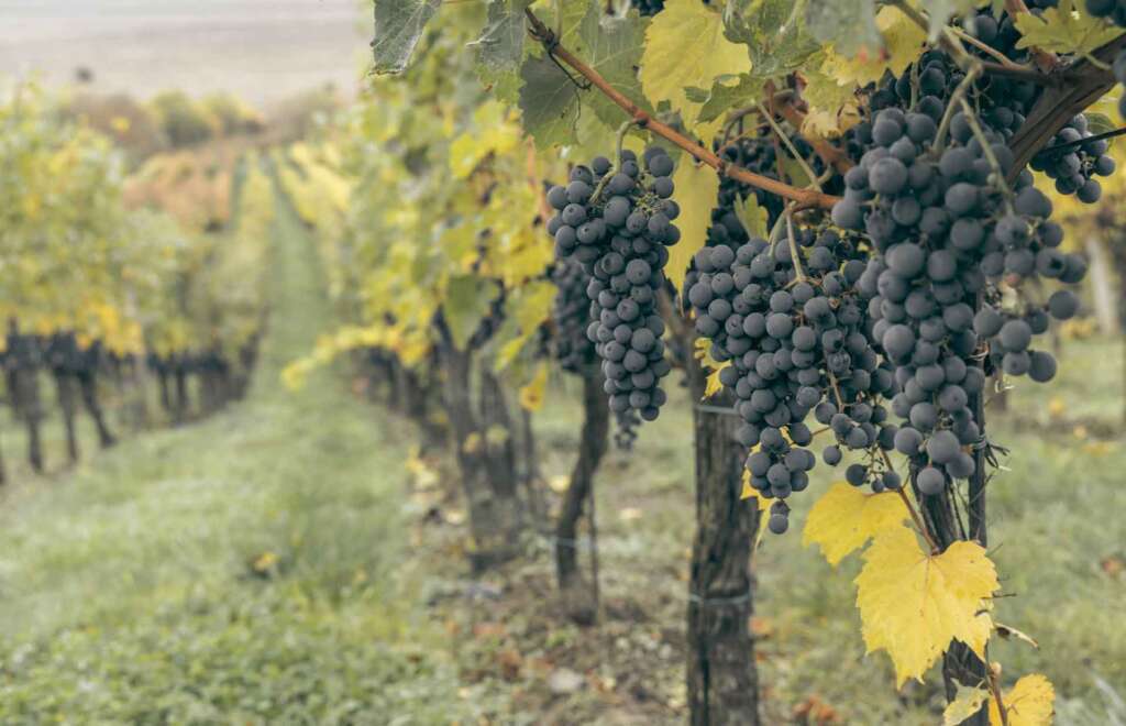 rutas del vino en autocaravana